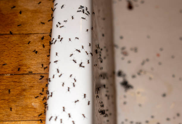 Best Cockroach Control Services  in Jackson Center, OH